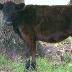 Galloways-Feb-2010-014