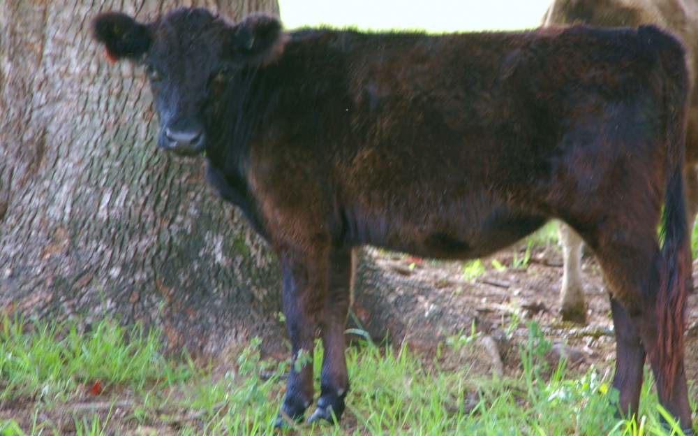 Galloways-Feb-2010-014