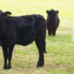 Galloman heifer six months old standing next to its mother