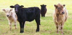 Galloman heifer six months old standing next to its mother
