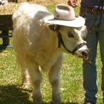 White Galloway calf